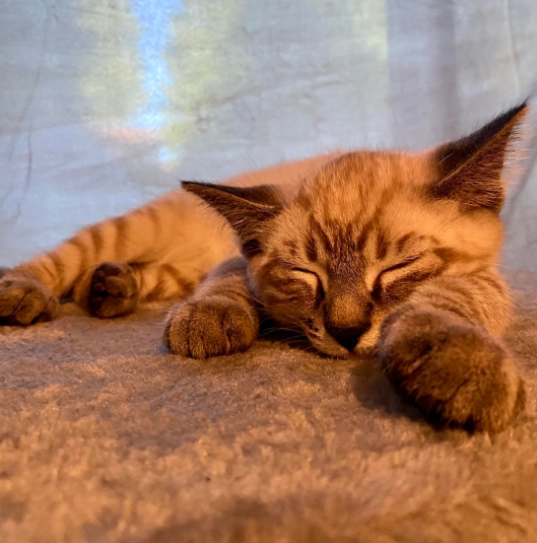 Kylie Elliano's kitten Q-Tip enjoying an afternoon nap.