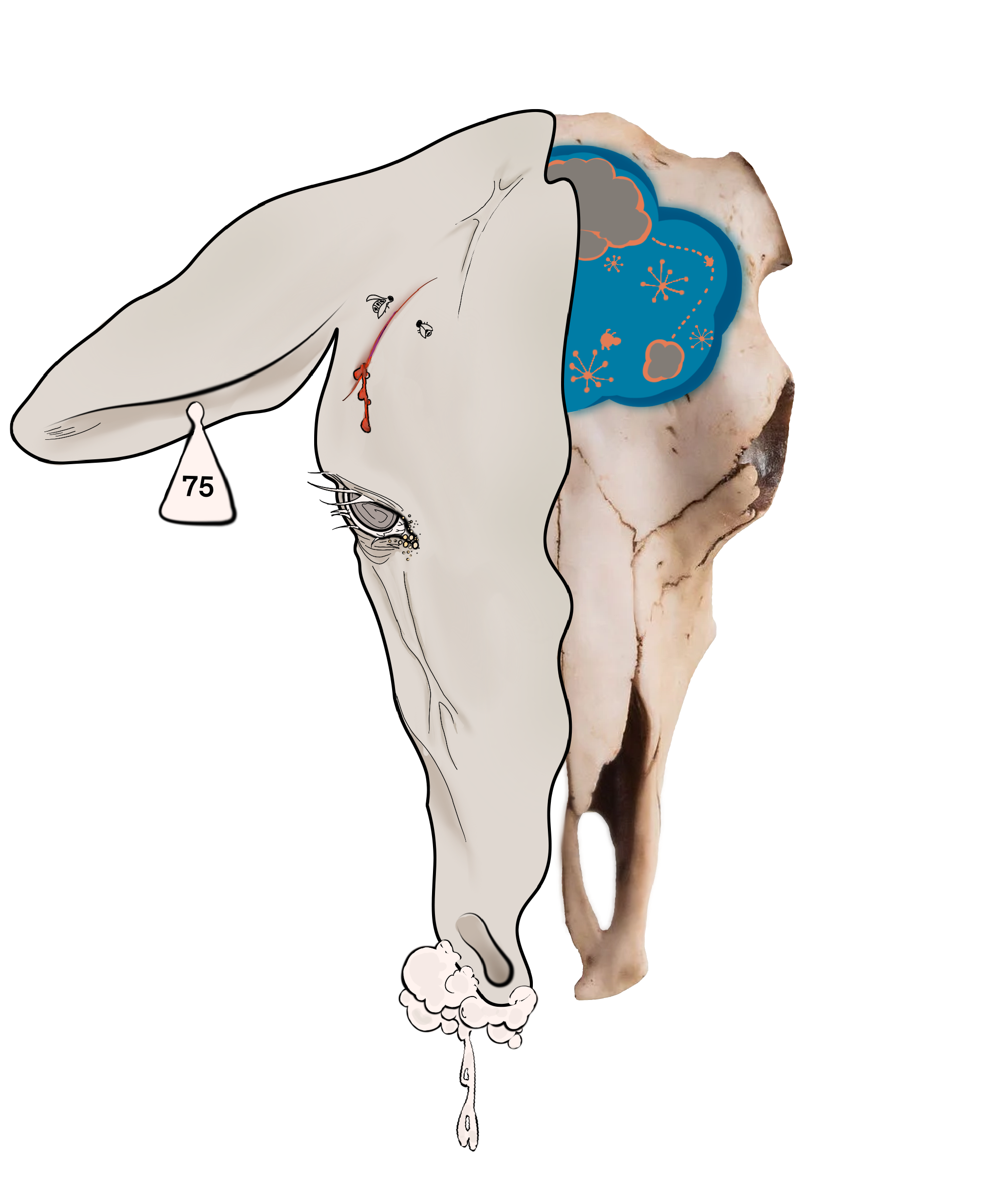 Beef is the most consumed type of meat in America, and the health of cows is important. This graphic illustrates a cow infected with Chronic Wasting Disease. The cow is malnourished and foaming at the mouth with flies eating at its open wound. Its eyes are unfocused and sunken in. These are warning signs that the brain is infected with brain-eating bacteria.